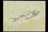 Bargain, Detailed Fossil Fish (Knightia) - Wyoming #120411-1
